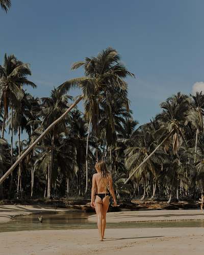 palm tree woman in black pantie standing on seashore tree